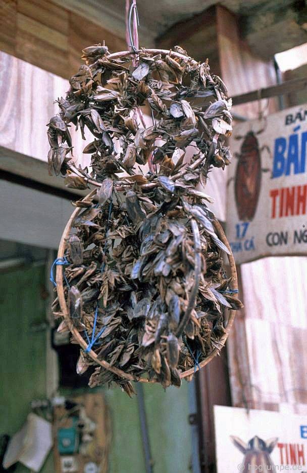 Những sâu cà cuống được bạn trên phố Chả Cá, 1992.